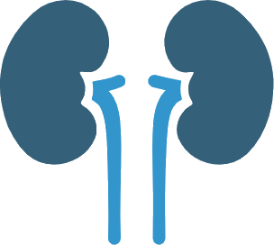 Kidney Model