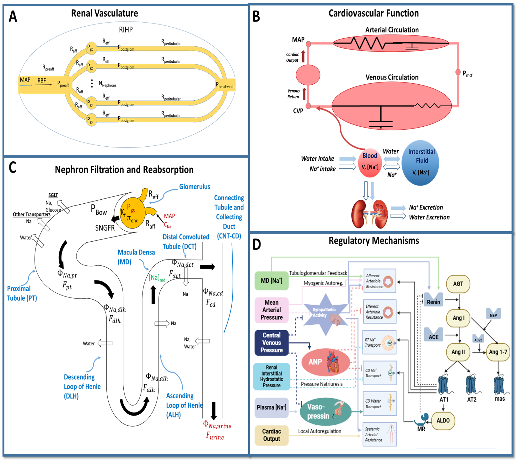 Kidney and Fluid Homeostasis Model Schematic